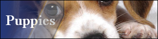 Petwarehouse Fort Wayne - Pet Care for Dogs and Puppies