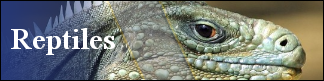 Petwarehouse Fort Wayne - Pet Care for Reptiles