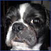 Petware House | Dogs and Puppies