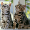 Petware House | Kittens